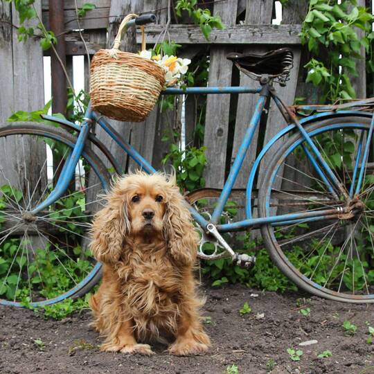 Wuscheliger Hund sitzt vor hellblauem Fahrrad vor Gartenzaun.
