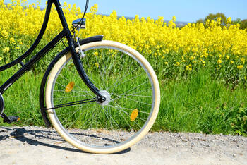 Fahrrad steht vor einem Blumenfeld