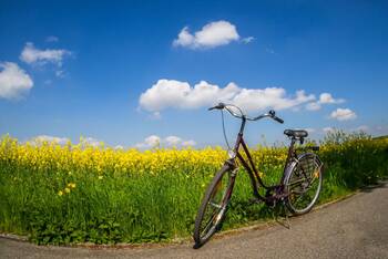 Ein Fahrrad steht vor einem Blumenfeld.