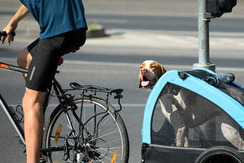 Ein Hund wird mit dem Fahrrad transportiert