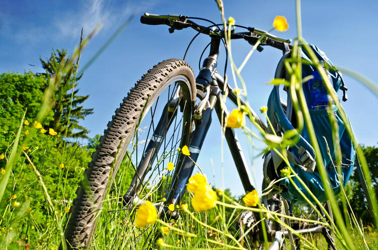 Fahrrad steht auf einer Blumenwiese