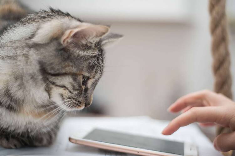 Katze schaut auf Smartphone, auf das von der anderen Seite aus getippt wird