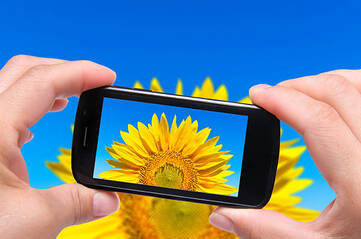 Schwarzes Smartphone fotografiert Sonnenblume