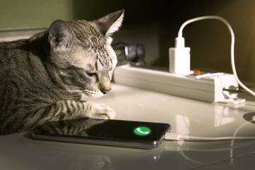eine Katze liegt auf einem an die Steckdose angeschlossenen Smartphone