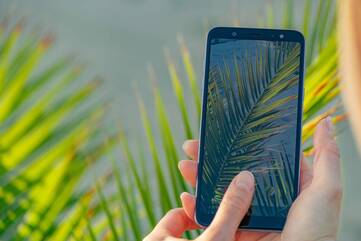 Person macht Fotos von einem Palmenwedel mit dem Smartphone