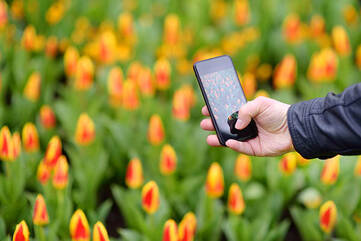 Jemand macht mit seinem Smartphone Bilder von einem Blumenbeet