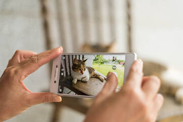 Frau nimmt mit Smartphone Bild von einer Katze auf