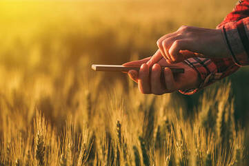 Person hält Smartphone vor einem Weizenfeld in der Hand und bedient es