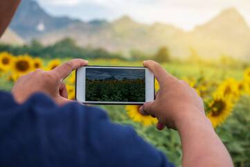 Person fotografiert Sonnenblumenfeld mit iPhone