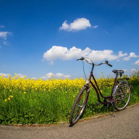 Ein Fahrrad steht vor einem Blumenfeld.
