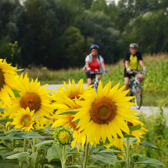 Im Vordergrund sind viele Sonnenblumen eines Sonnenblumenfeldes zu sehen. Hinter dem Feld führt ein Radweg entlag auf dem zwei Radfahrer zu sehen sind. Auf der anderen Seite des Radweges sind Bäume.